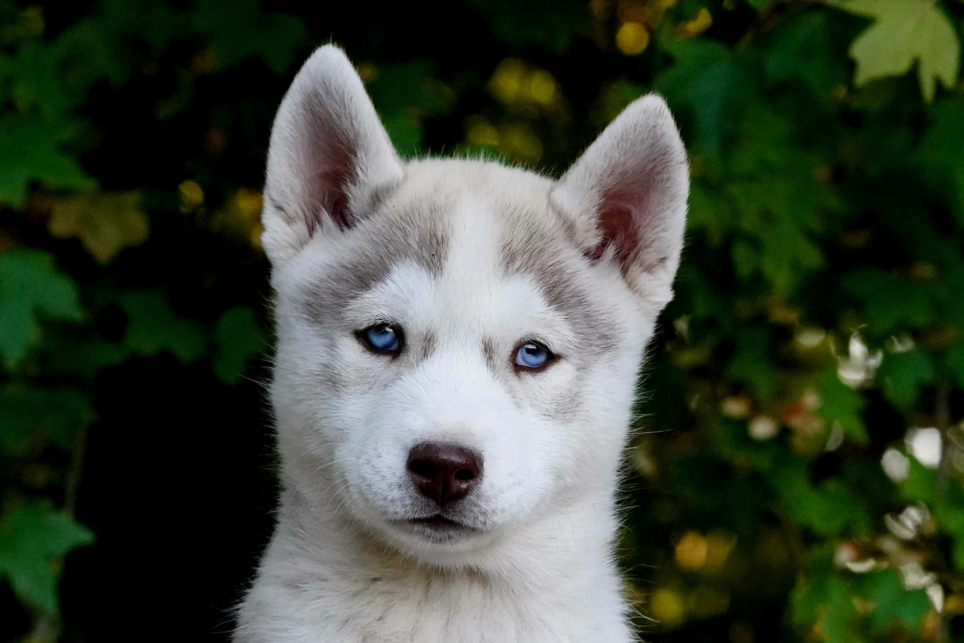 Femelle cuivre aux yeux bleus