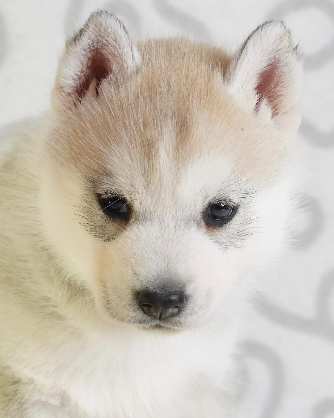 A Ton étoile - Chiots disponibles - Siberian Husky