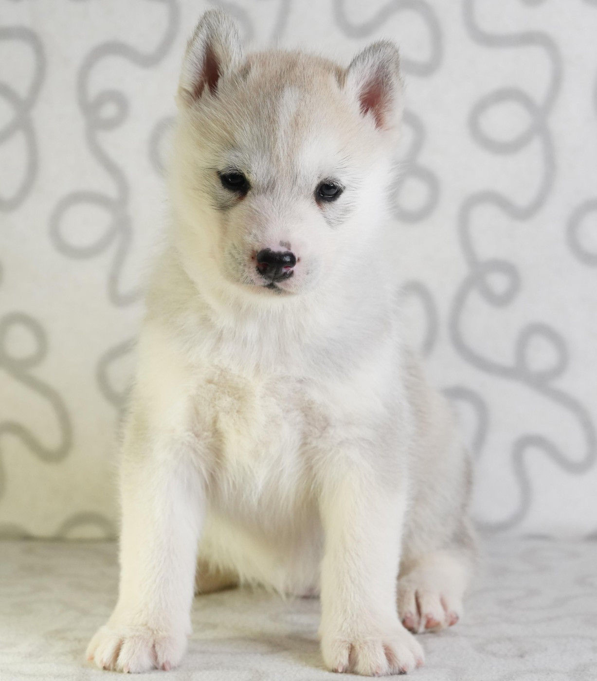 A Ton étoile - Chiots disponibles - Siberian Husky