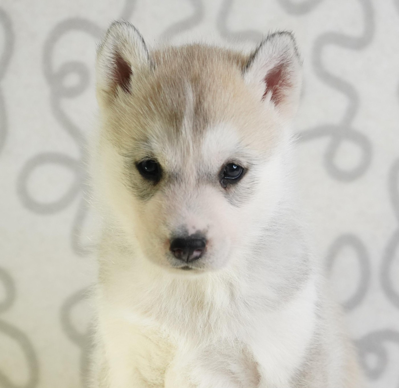 A Ton étoile - Chiots disponibles - Siberian Husky