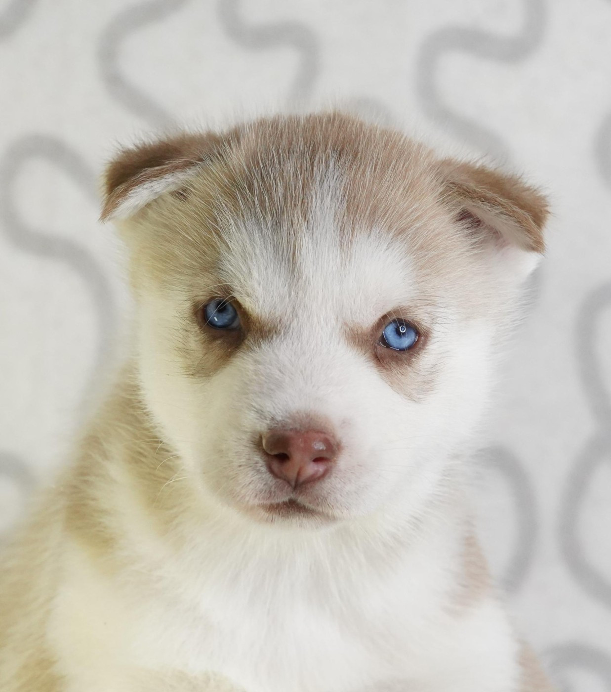A Ton étoile - Chiots disponibles - Siberian Husky