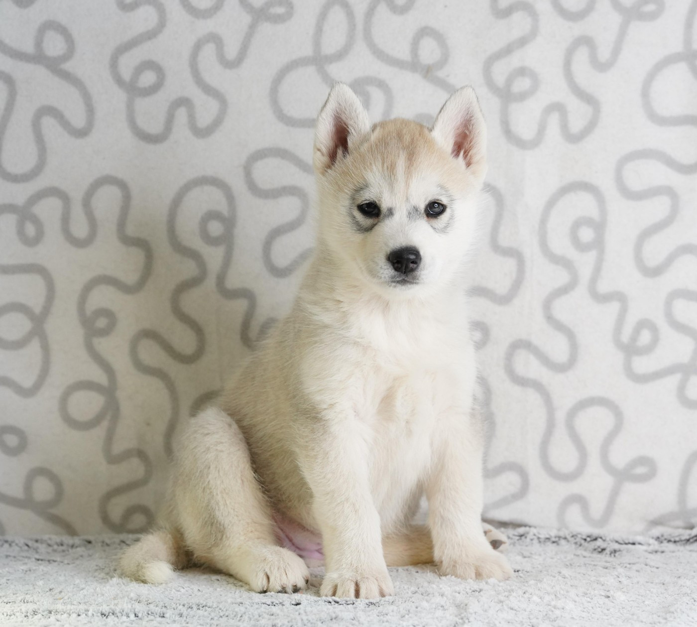 A Ton étoile - Chiots disponibles - Siberian Husky