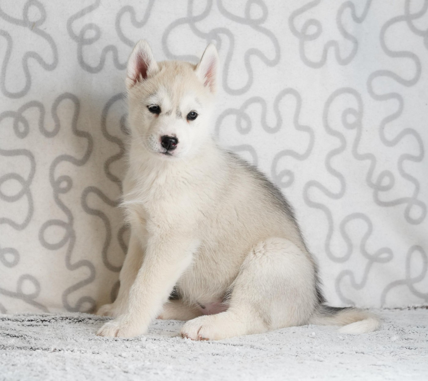 A Ton étoile - Chiots disponibles - Siberian Husky