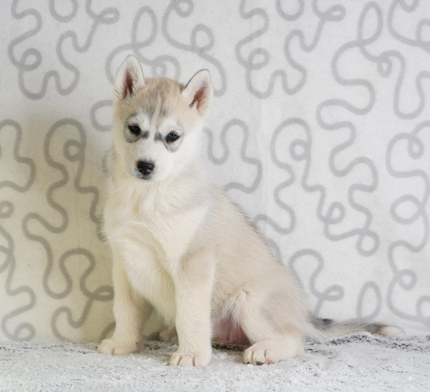 A Ton étoile - Chiots disponibles - Siberian Husky