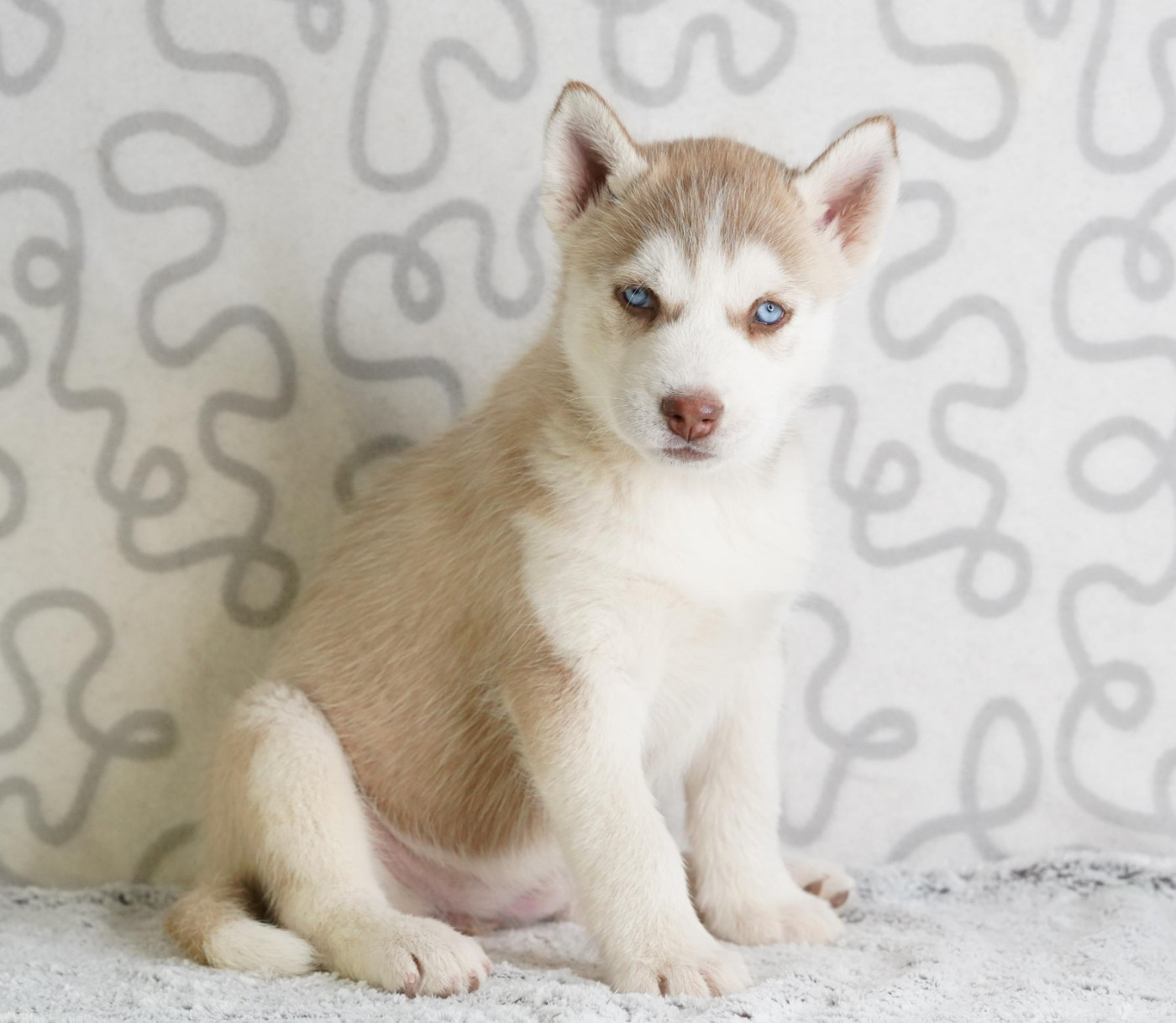 A Ton étoile - Chiots disponibles - Siberian Husky