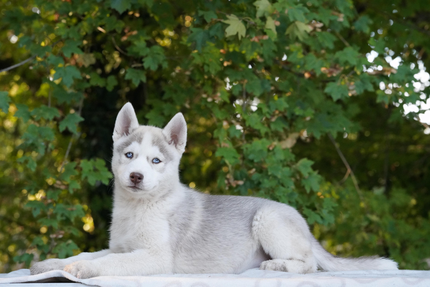 A Ton étoile - Chiots disponibles - Siberian Husky