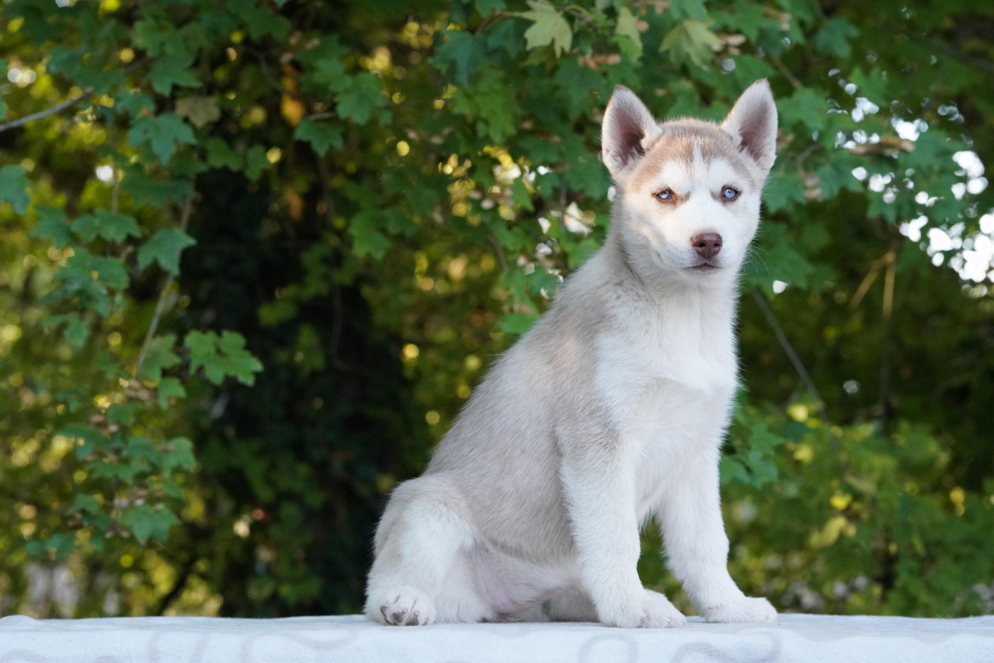 A Ton étoile - Chiots disponibles - Siberian Husky