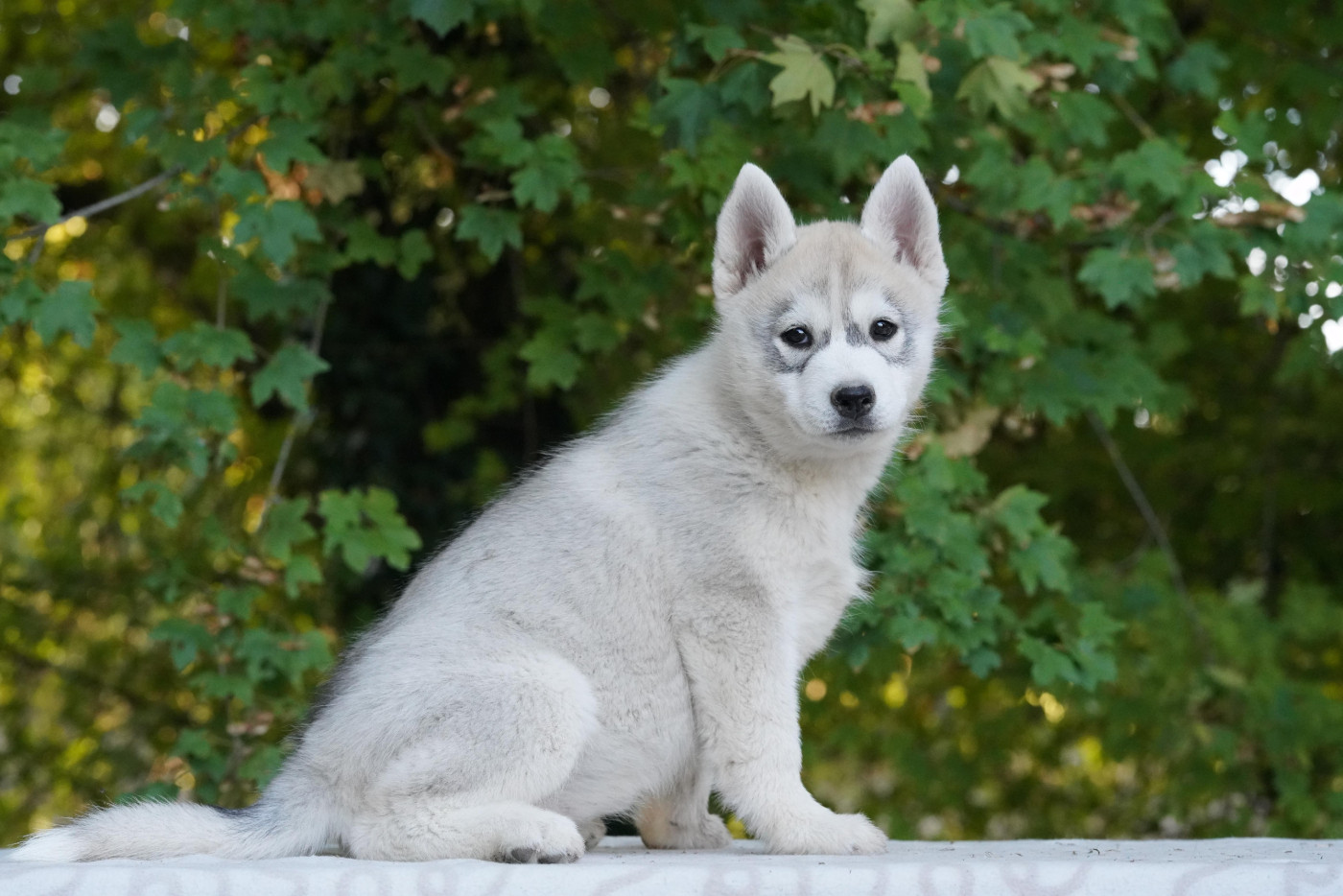 A Ton étoile - Chiots disponibles - Siberian Husky