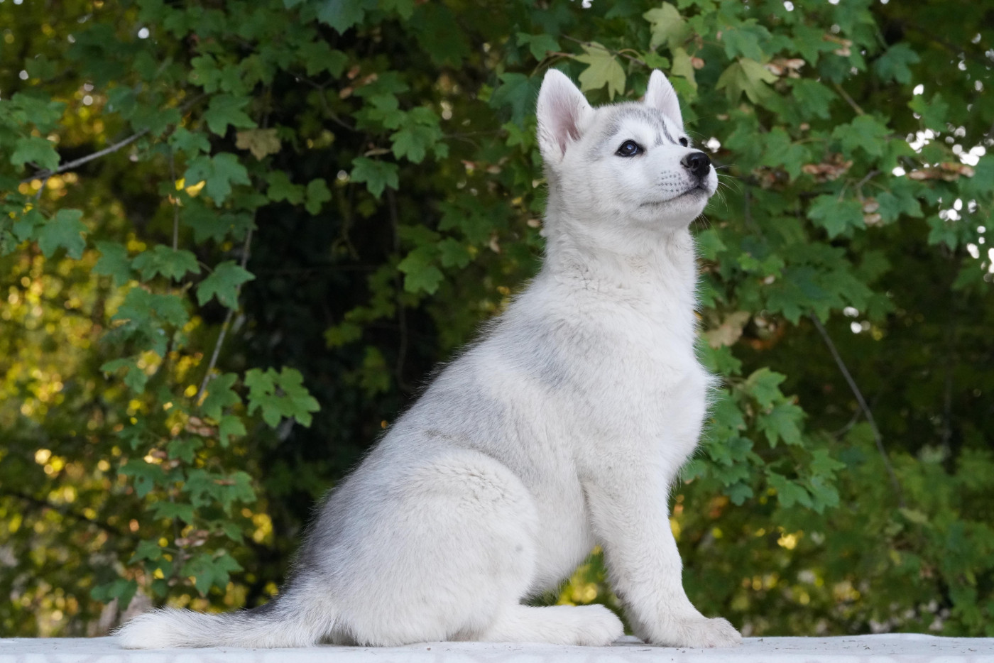 A Ton étoile - Chiots disponibles - Siberian Husky