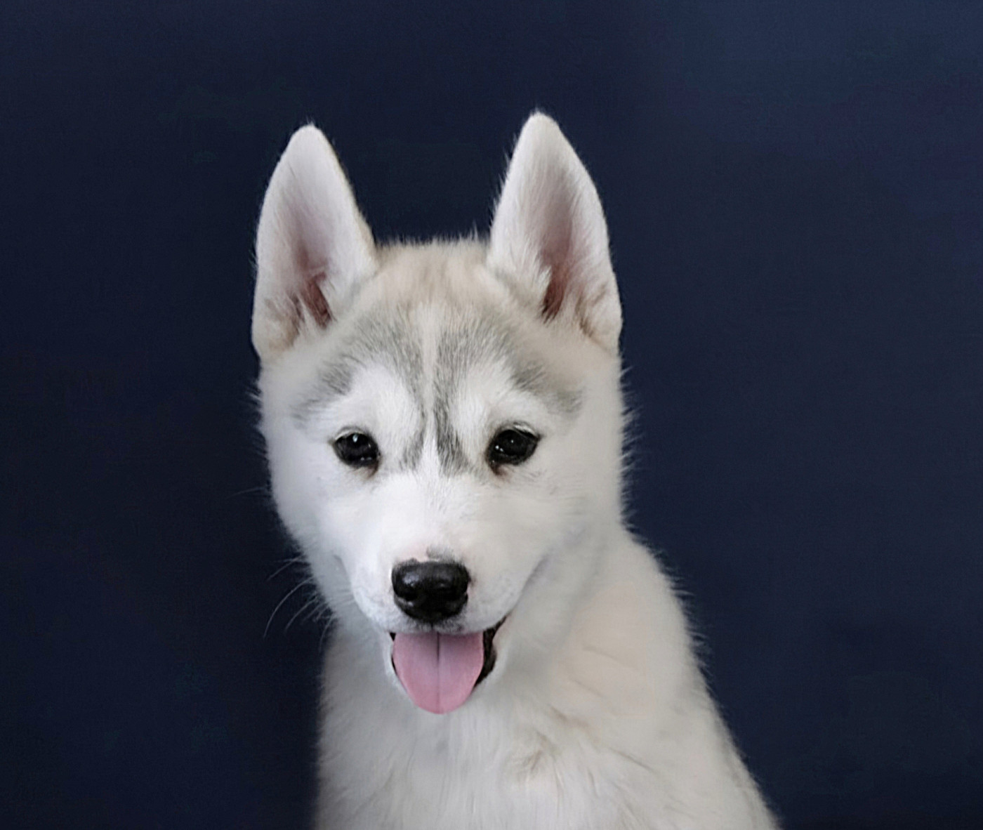A Ton étoile - Chiots disponibles - Siberian Husky