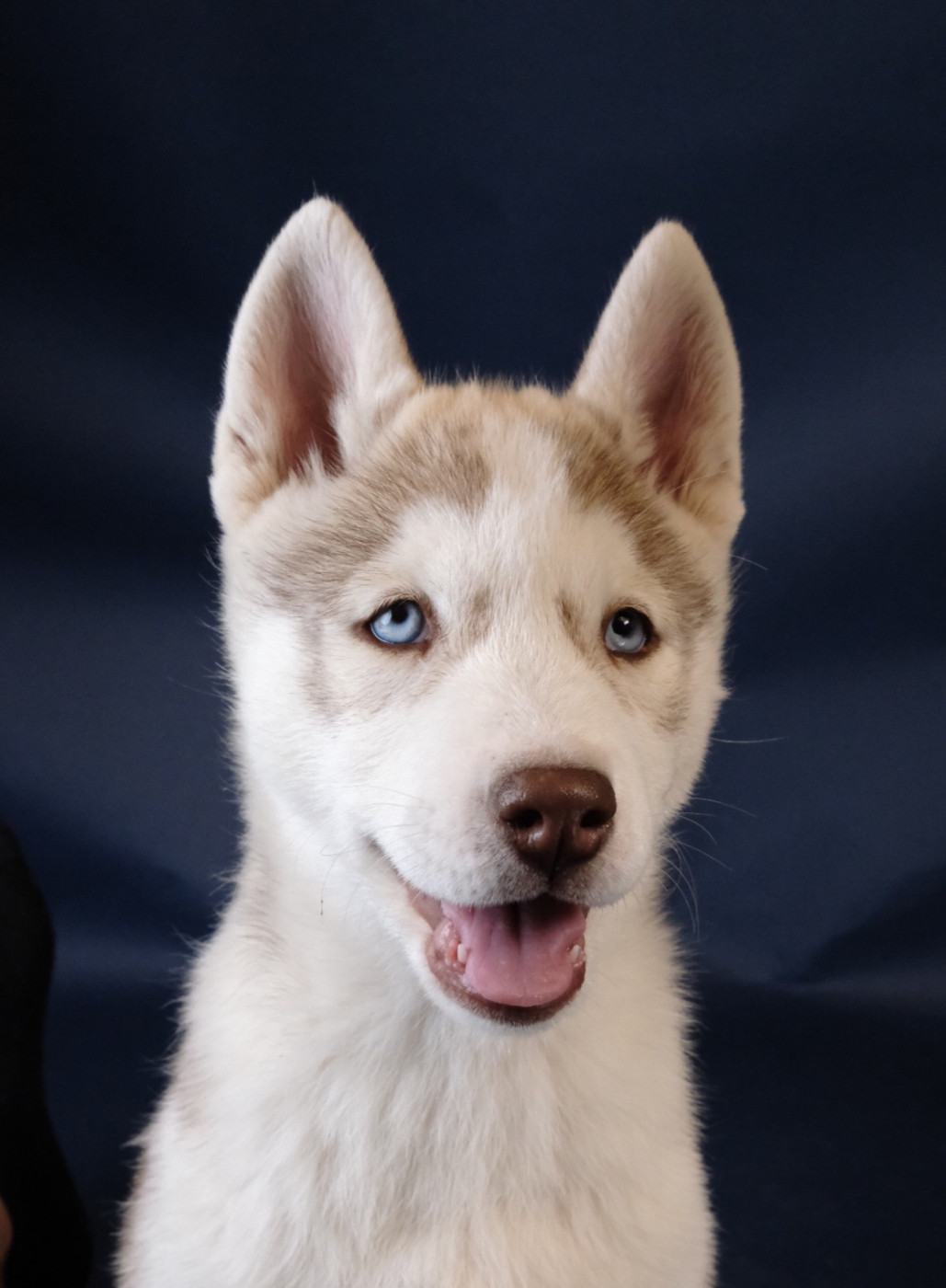 A Ton étoile - Chiots disponibles - Siberian Husky