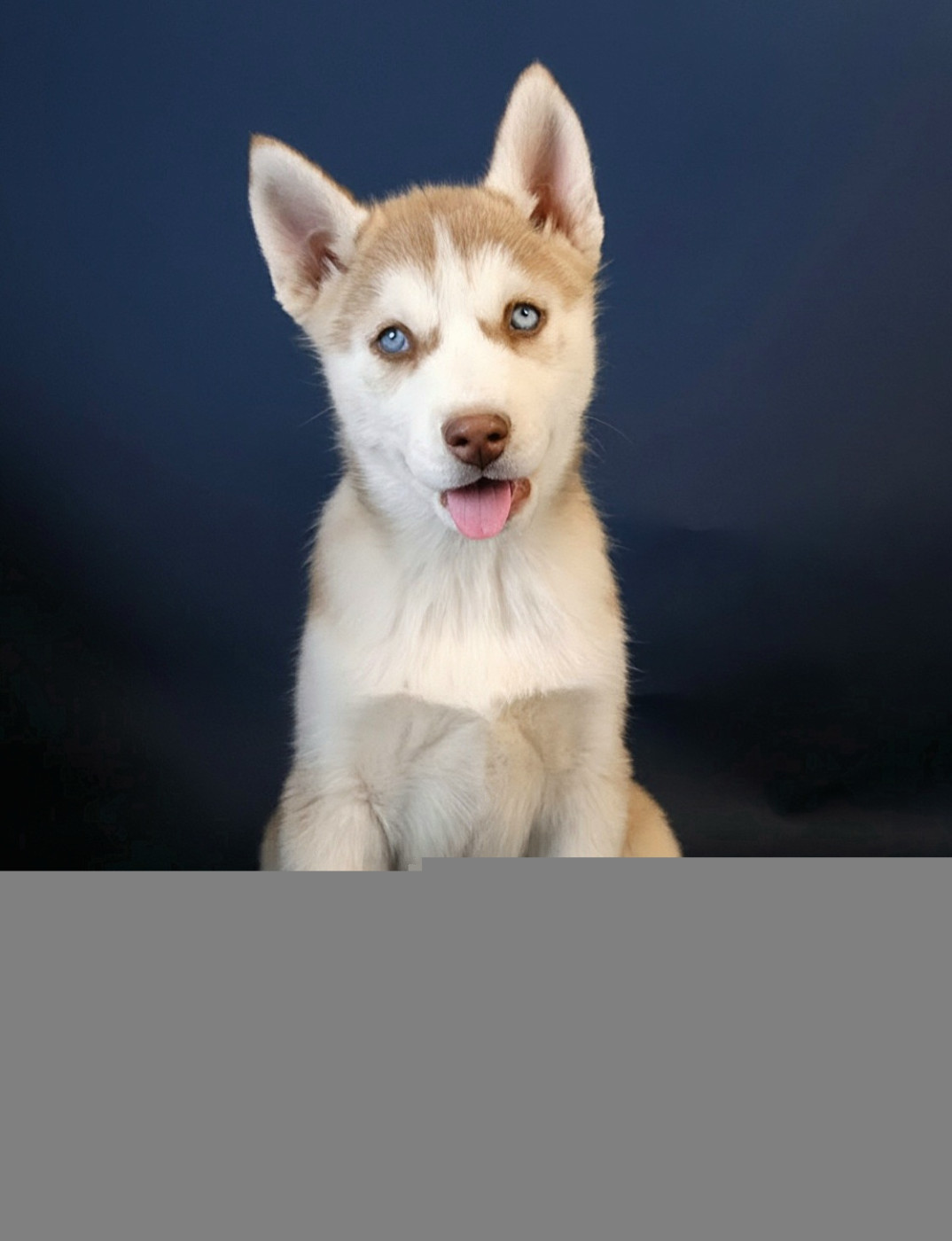 A Ton étoile - Chiots disponibles - Siberian Husky